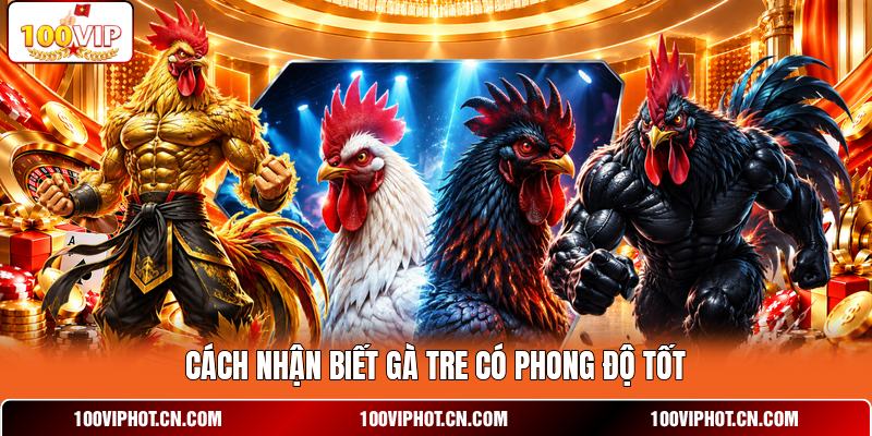 Cách nhận biết gà tre có phong độ tốt