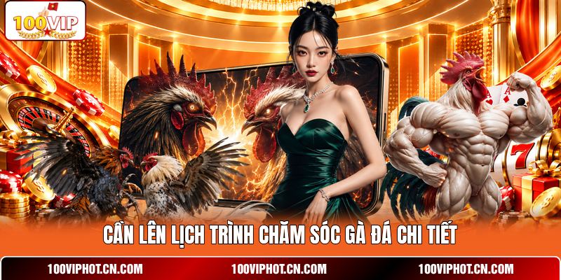 Cần lên lịch trình chăm sóc gà đá chi tiết