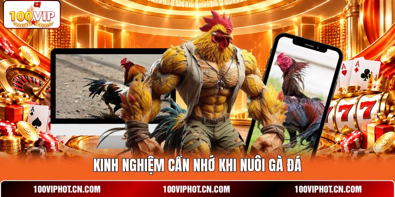 Kinh nghiệm cần nhớ khi nuôi gà đá