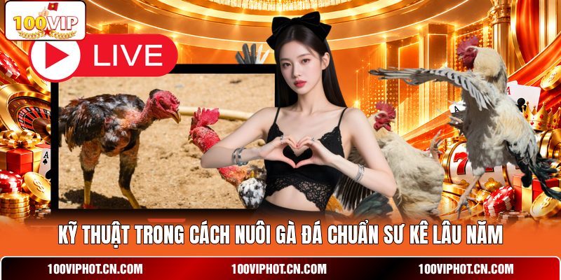 Kỹ thuật trong cách nuôi gà đá chuẩn sư kê lâu năm