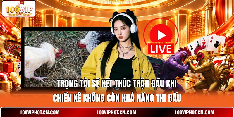 Trọng tài sẽ kết thúc trận đấu khi chiến kê không còn khả năng thi đấu